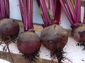 Harvest Monday 15th 2106