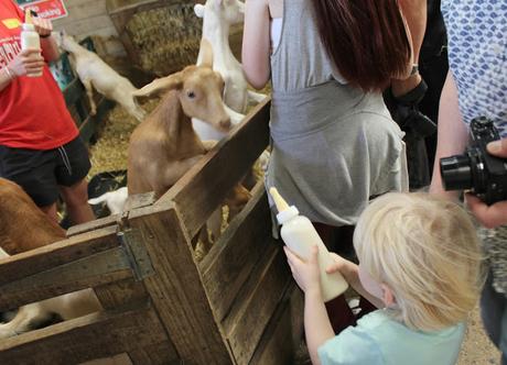 Devon Days Out: Pennywell Farm