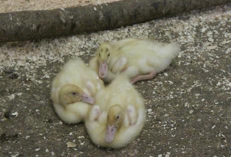 Devon Days Out: Pennywell Farm