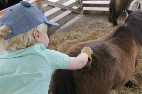 Devon Days Out: Pennywell Farm