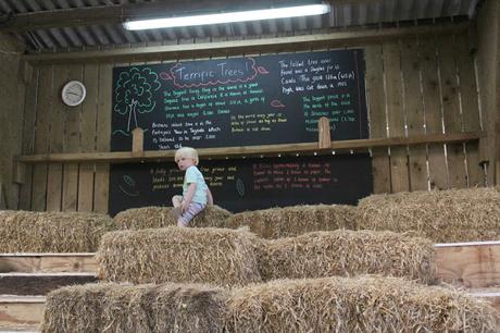 Devon Days Out: Pennywell Farm