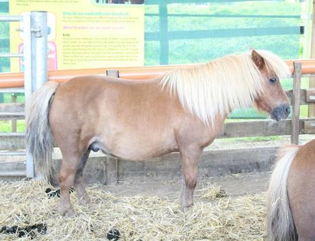 Devon Days Out: Pennywell Farm
