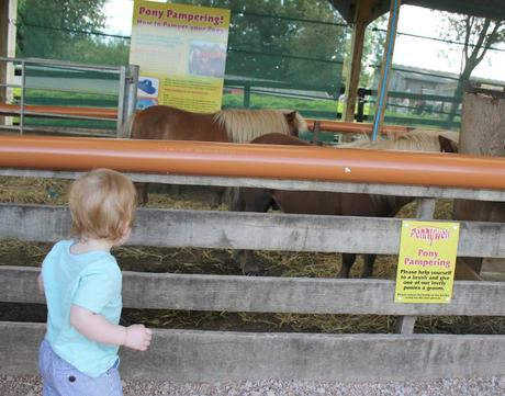 Devon Days Out: Pennywell Farm