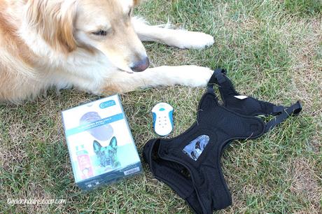 relieving anxiety in dogs with calmz anxiety relief vest