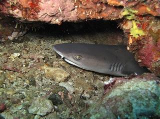 Blacktipped Reef Shark, snorkel Watamu