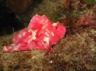 Pink Leaf Fish. Snorkel Watamu. Photo Turtle Bay Dive Centre