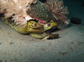Moray Eeels. Snorkel Watamu. Photo Turtle Bay Dive Centre