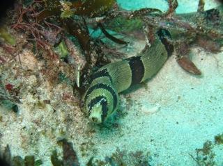 Banded Snake Eel. Snorkel Watamu. Photo Turtle Bay Dive Centre