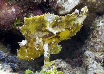 Leaf Scorpionfish Watamu