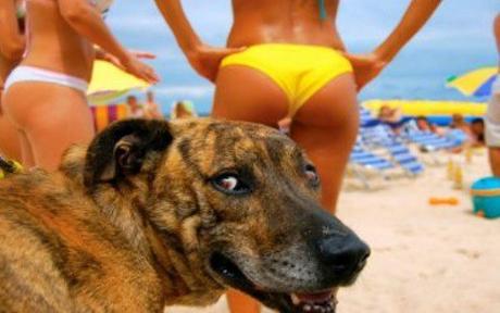 Naughty Beach Dog