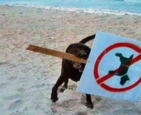 Top 10 Funny Images Of Naughty Dogs On the Beach