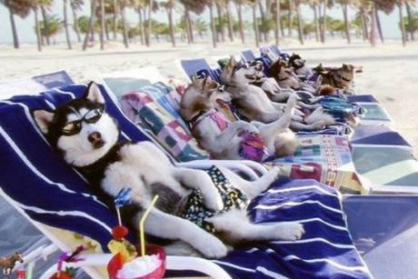 Naughty Beach Dogs