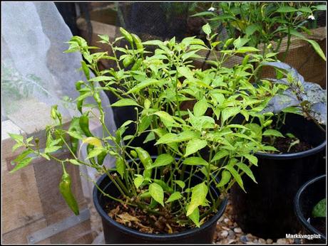 Chilli update