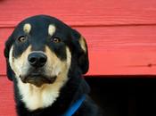 #dog Proof Your Backyard #epetsure