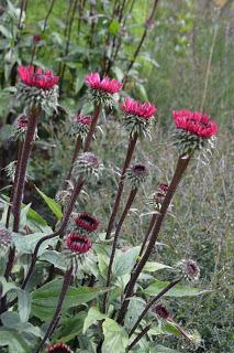 The Piet Oudolph Meadow at Hauser & Wirth, Somerset