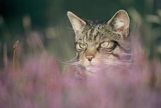 Scottish wildcats: next phase of official action plan to tackle threats