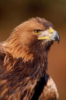 South Scotland Golden Eagle Project secures £1 million Heritage Lottery Fund boost