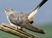 Satellite-tracking Study Links Population Declines Cuckoo's Choice Migration Route