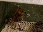 Success Russian Breeding Grounds Lightens Grief Over Chick Deaths