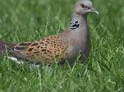 Turtle Dove Population Tailspin