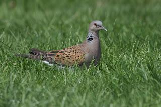 TURTLE DOVE POPULATION IN TAILSPIN