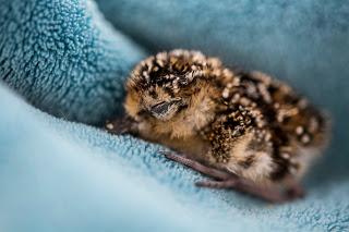 Sad news for spoon-billed sandpipers