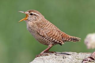 Northern bird found to be more resilient to winter weather