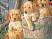 Preference, Percipience Inclination