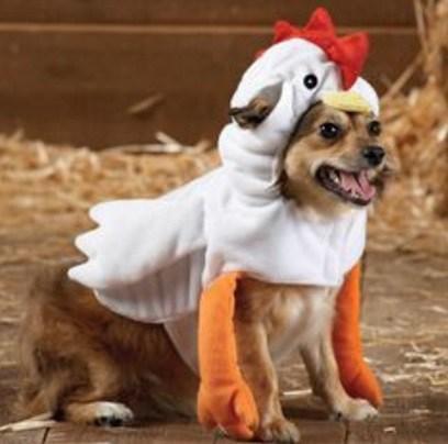 Dog Dresses As a Chicken