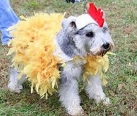 Dog Dresses As a Chicken