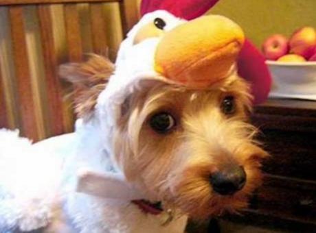 dog dressed as chicken