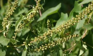 Hay fever from ragweed pollen could double due to climate change