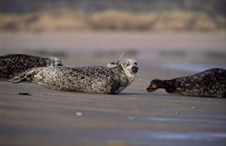 Report shows Scotland's seal numbers rise