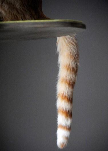Funny Cats Tail