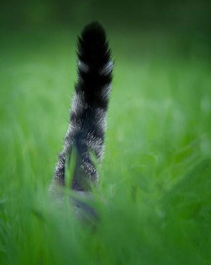Funny Cats Tail