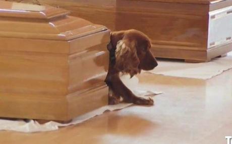 cocker spaniel next to coffin of a victim of Italy earthquake