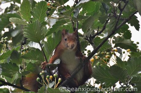 Red grey squirrel (2)