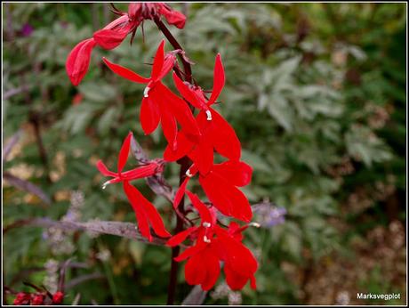 Flowers  - a strange year.