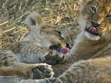 Botswana Playful Lion Cubs
