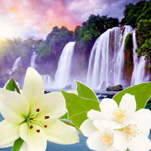 NG Tahitian Waterfall Type Fragrance Oil