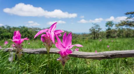 Four Beautiful National Parks in Chaiyaphum