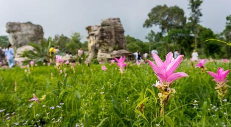 Four Beautiful National Parks in Chaiyaphum