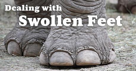 swollen-feet-elephant