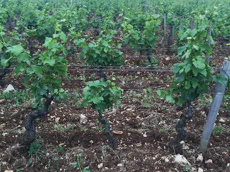My latest in Palate Press: Burgundy 2016: Bad Weather, Brexit, and Beyond