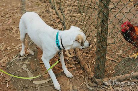 Ice the Dog @ VI Feira Medieval de Moreira da Maia