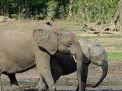 African Forest Elephants ​face Extinction Sooner Than Thought