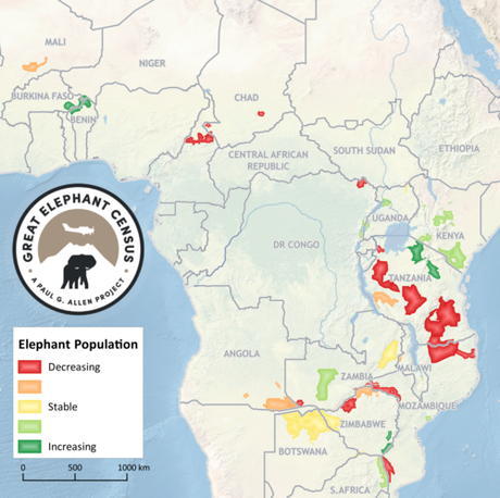 Comprehensive Elephant Census in Africa Brings Sobering News