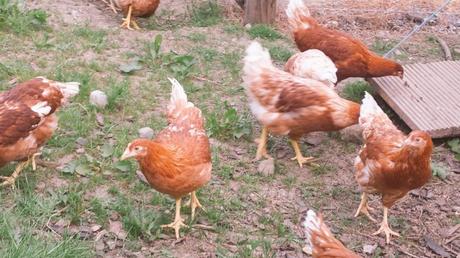 Giltraps_glamping_chickens