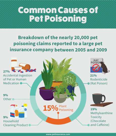 common-causes-of-pet-poisoning