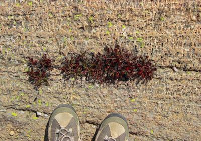 Stromatolite Pilgrimage